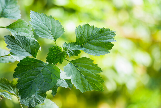  Patchouli or Pogostemon cablin (Blanco) Benth. branch green leaves on natural background.