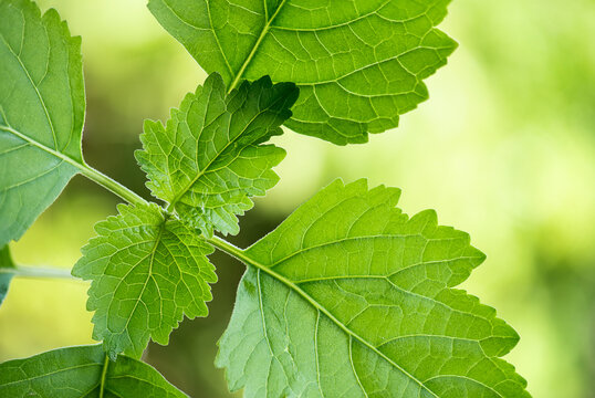  Patchouli or Pogostemon cablin (Blanco) Benth. branch green leaves on natural background.