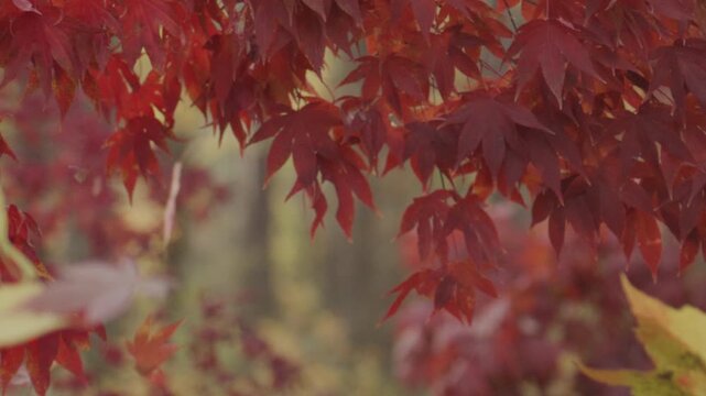 Golden leaves in a autumn forest. Autumn nature. Vibrant red and orange foliage. Autumn beauty. Maple leaves in sunlight. Fall by golden nature. Fall nature colors. Autumn fall movement.