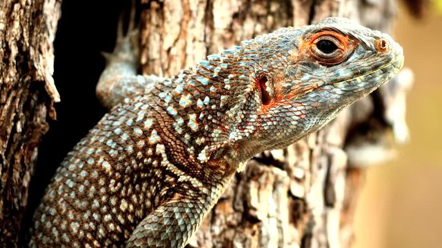 Madagascan collared iguanid, Oplurus cuvieri, looking out of tree hole, portrait 3 
