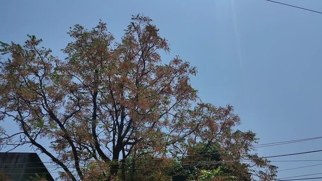 Large Neem Tree (Azadirachta indica) with Delicate Pinkish Blooms