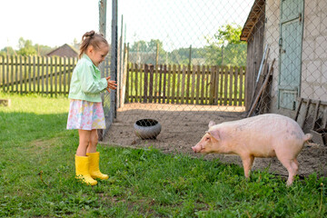 A cute little girl in the yard is looking at a pet pig. Childhood in a village with farm animals © Maryna
