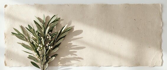 Fototapeta premium Olive branch with small white flowers on textured beige paper with soft shadows, minimal flat lay composition for wedding or nature design.