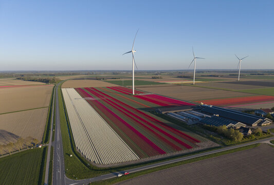 Aerial view of vibrant red and white tulip fields in the Flevopolder with modern wind turbines and farm buildings under a clear blue sky Lelystad, Flevoland, Netherlands.