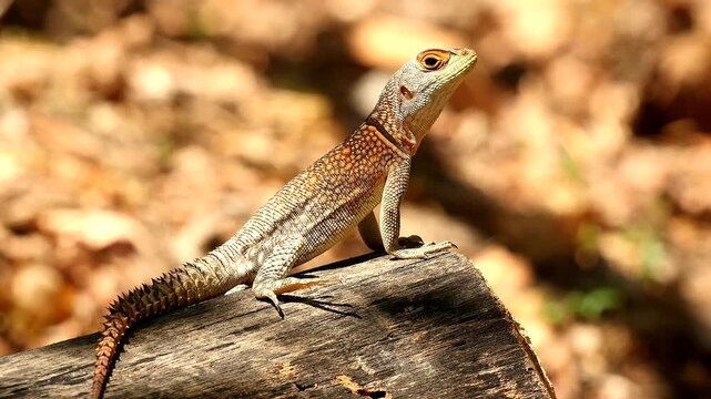 Madagascan collared iguanid sitting on tree trunk 6