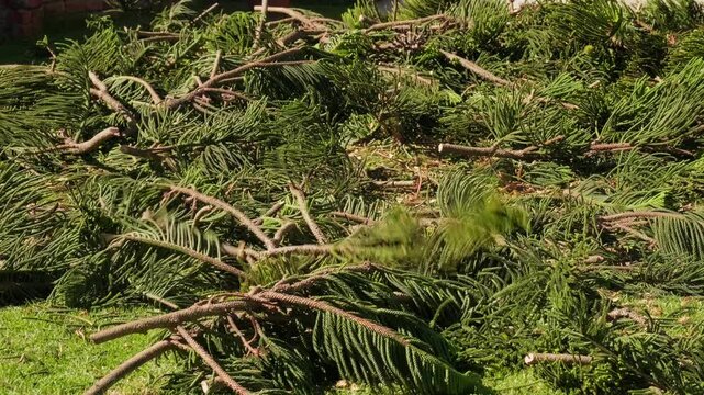 Pile of freshly cut green tree branches and foliage on ground, forestry and landscaping waste after pruning work, natural texture and organic material in outdoor environment