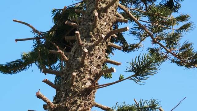Close-up of tree trunk with freshly cut branches, detailed texture showing pruning work, forestry maintenance and natural wood surface under clear blue sky background