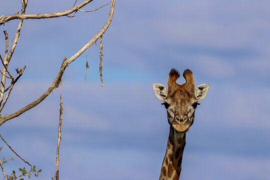 View of a giraffe looking at the camera with dry tree branches in the foreground against a soft blue sky in the Waterberg District Municipality, Limpopo, South Africa.