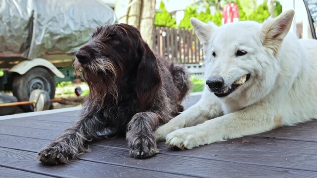 Two dogs sit side by side on a wooden deck in a backyard. One dog is dark with a long coat and the other is white with a thick coat. They seem relaxed while enjoying the sunny day.