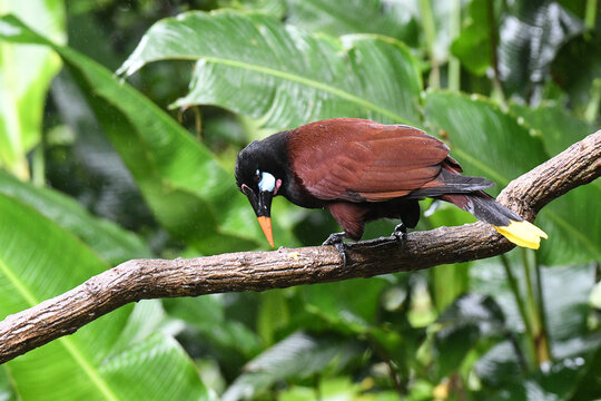 Montezuma Oropendola
