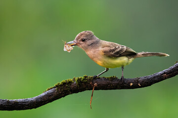 Panama Flycatcher perched on branch with insect prey in its beak © Leon Burda