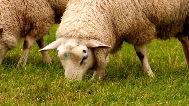 sheep grazing, close  2