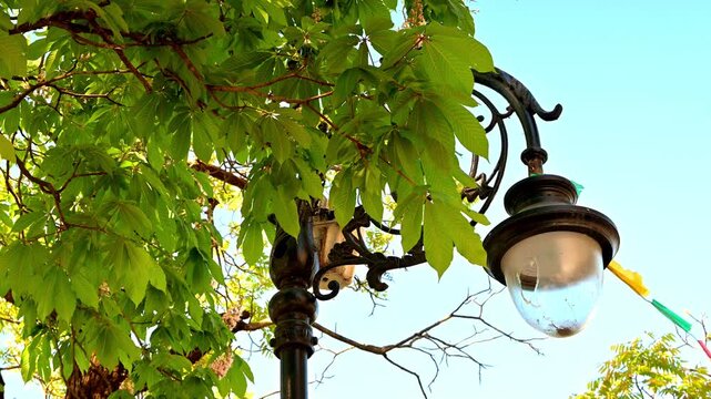 The vibrant green, hand-shaped leaves of a Horse Chestnut (Aesculus indica) tree provide a lush natural canopy over an ornate, vintage-style black street lamp in Mussoorie against, sun-filled sky.