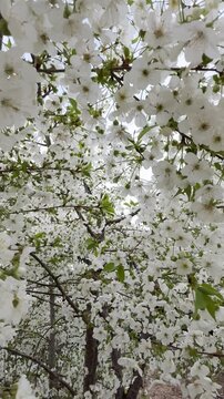 Lush white blooming plum tree branches against the sky