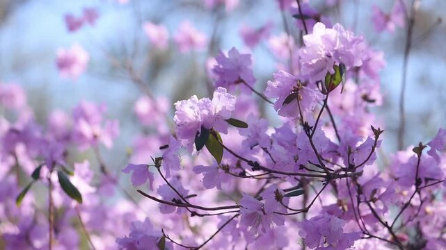 Rhododendron with purple pink petals blooming in spring garden, flowers trembles in the wind, springtime floral nature with azalea bloom, botanical landscape.