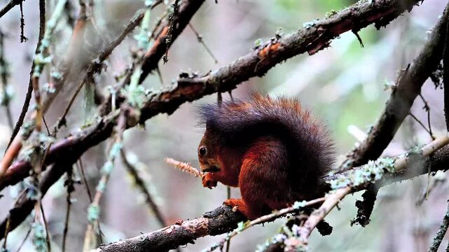 red squirrel sits on a branch eats and jumps away 473
