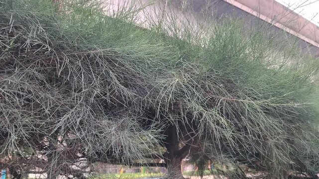 Dense Needle-Like Leaves of a Casuarina Tree Swaying in the Breeze