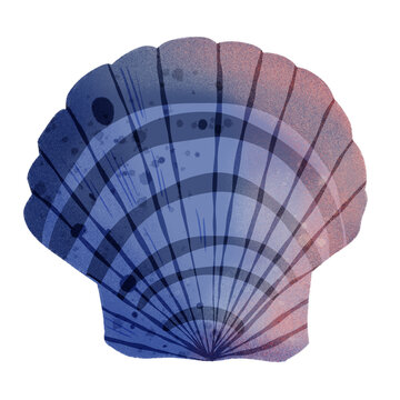 blue shell png, hand drawn illustration 