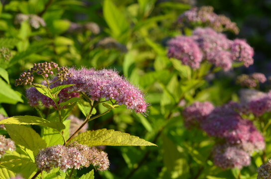 Pink Spiraea japonica flowers blooming on a green shrub in the summer garden. Japanese spirea