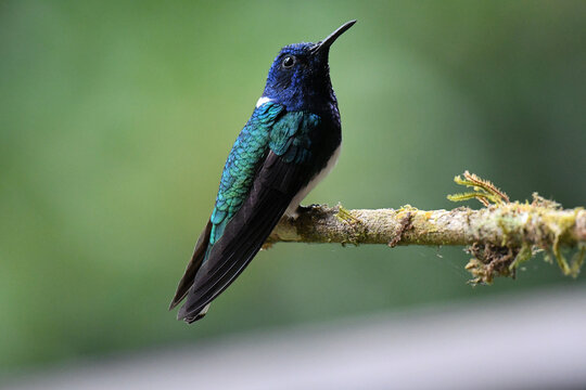 White-necked Jacobin