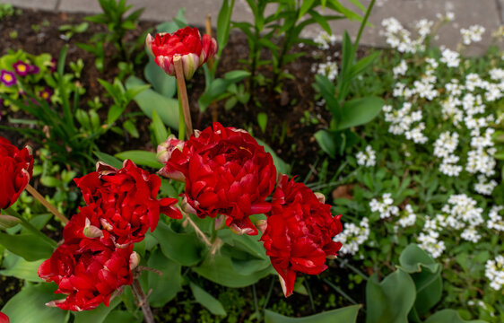 Red double tulips bloom beside white candytuft flowers in a garden bed, with green tulip leaves and dark soil creating a spring flower border detail.