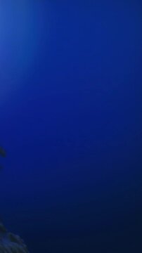 Rocks are visible under the water in a blue ocean. The light shines down from the surface, creating bright patches in the water. The time is midday and the location is near a coral reef.