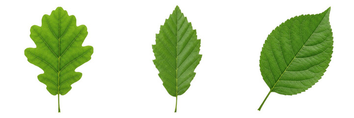 Fototapeta premium Set and collection of single green tree leaf isolated on white background
