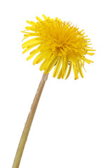 Fototapeta premium One beautiful dandelion flower isolated on white