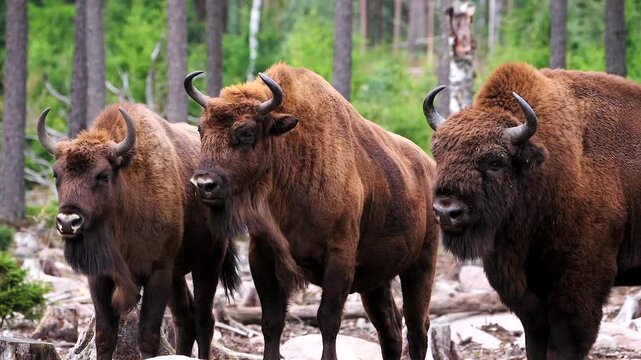 three european bison standing together in forest, close 233