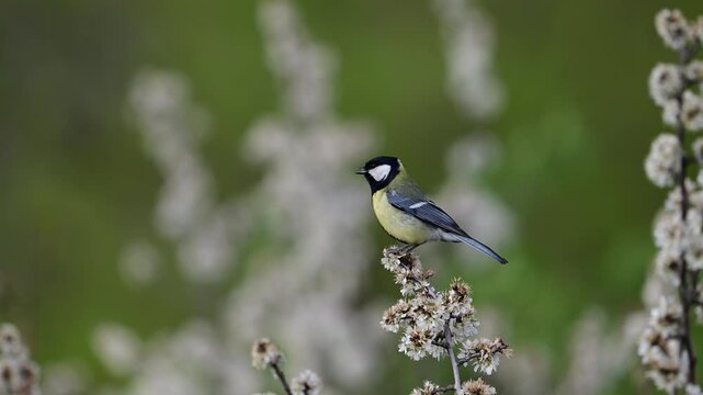 A Great Tit (Parus major) perched on a flowering bush, singing in a natural spring setting. The scene captures a small wild bird in its habitat surrounded by blossoms and soft natural light.