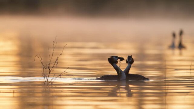 Slow motion footage of a pair of Great Crested Grebes (Podiceps cristatus) swimming on a calm lake during the breeding season. Soft golden morning light and light fog.