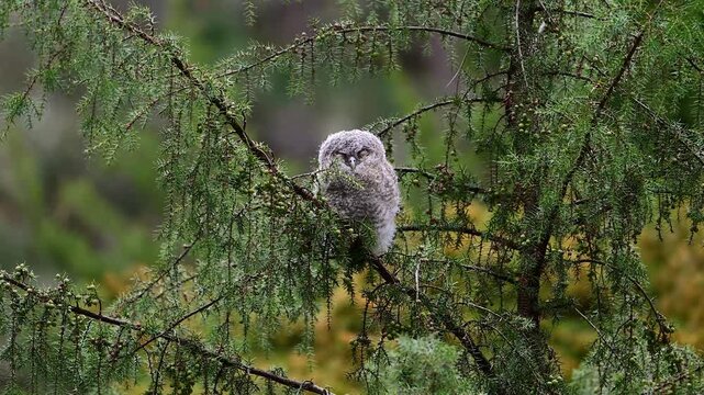 Slow motion footage of a Tawny Owl (Strix aluco) fledgling in its natural forest habitat. The young owl is shown in a calm, wild environment