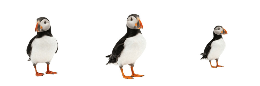 Set and collection of puffin bird standing isolated on white background