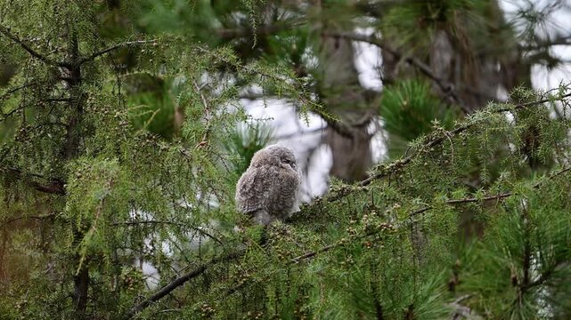 Slow motion footage of a Tawny Owl (Strix aluco) fledgling in its natural forest habitat. The young owl is shown in a calm, wild environment Close up.
