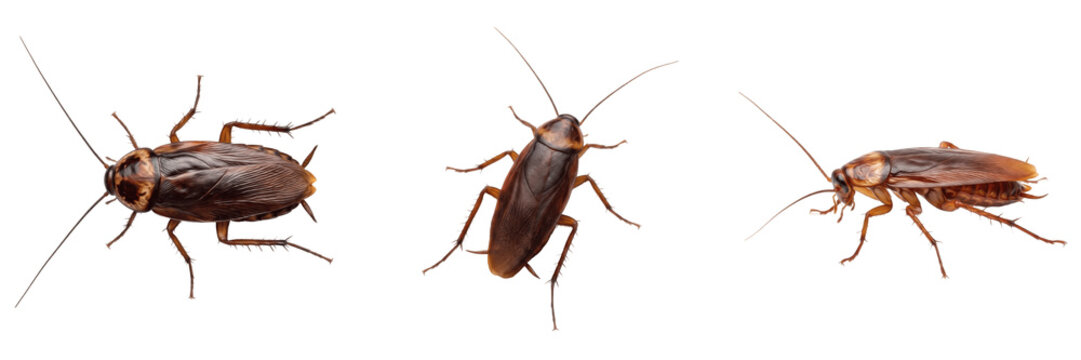 Set and collection of brown cockroach insect isolated on white background