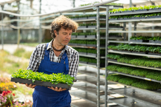Man worker in a garden store stands near racks with seedlings and takes out shelves from there. Greenhouse male worker takes out a tray with plant seedlings