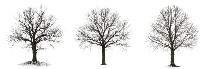 Obraz premium Lush Green Deciduous Tree Oak Foliage Nature Garden Landscape Environment Forest Isolated Transparent PNG Cutout