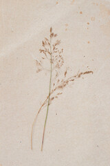 Fototapeta premium Dried fragile grass stems on paper texture, botanical art, vintage style, ecology design. Natural minimalist herbarium background, delicate, fragile poster, card