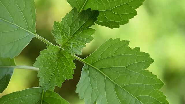  Patchouli or Pogostemon cablin (Blanco) Benth. branch green leaves on natural background.