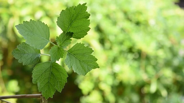  Patchouli or Pogostemon cablin (Blanco) Benth. branch green leaves on natural background.