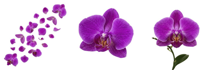 Set and collection of purple orchid flower isolated on white background © createrthing