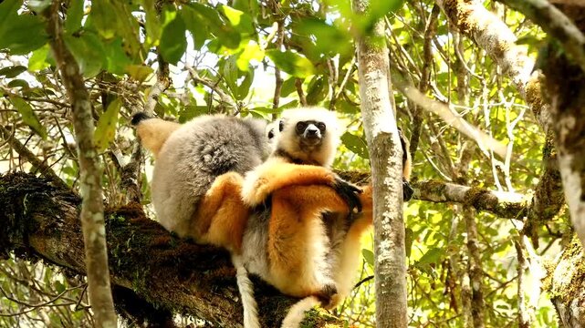 Lemur diademed sifaka, Propithecus diadema, grabbing at each other 5