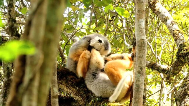 Lemur diademed sifaka, Propithecus diadema, grabbing at each other 7