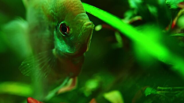 A fish glides silently through green plants in an aquarium. The water creates a vibrant scene as light reflects off the fish's scales. The setting shows a typical aquarium environment.