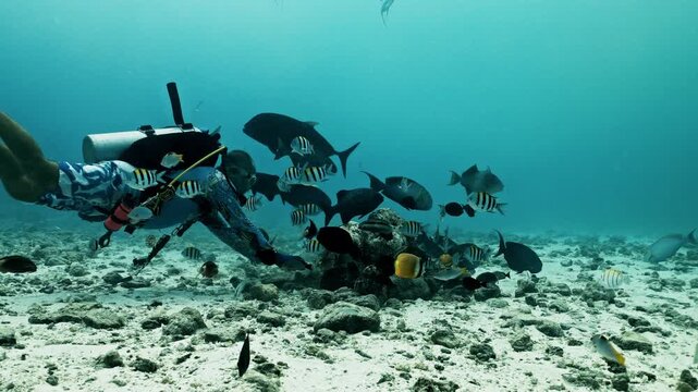 Divers feed school of sharks. Amazing closeup tiger sharks with sharp teeth swimming underwater on coral reef ocean of Borneo. Shark diving tourism. Marine wild dangerous underwater predators of Bali
