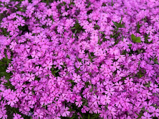 Fototapeta premium Beautiful blooming pink Creeping Phlox flowers top view, floral wallpaper background with pink Moss Phlox