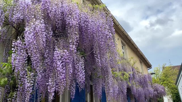 Beautiful blooming wisteria flowers hanging on the facade of a traditional house under a cloudy sky
