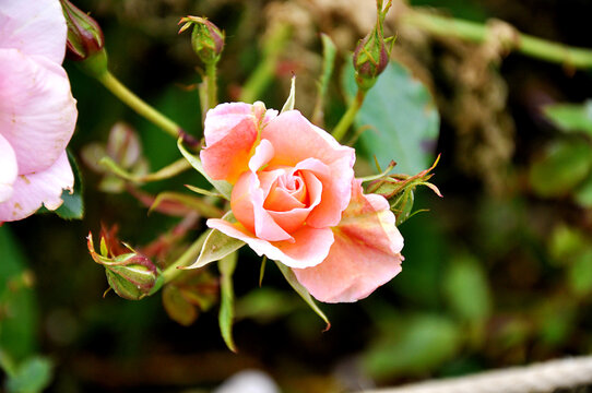 Zarte lachsfarbene Rose mit Knospen im Garten