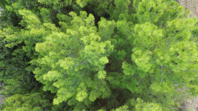 Top Down Aerial View of Pine Tree in Izmir Turkiye Drone Shot
