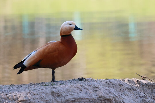 Ruddy shelduck standing on a sandy bank near a lake